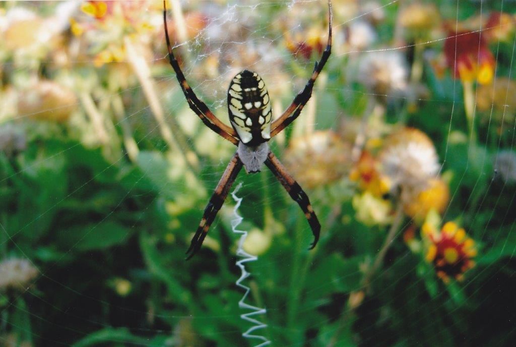 Critter